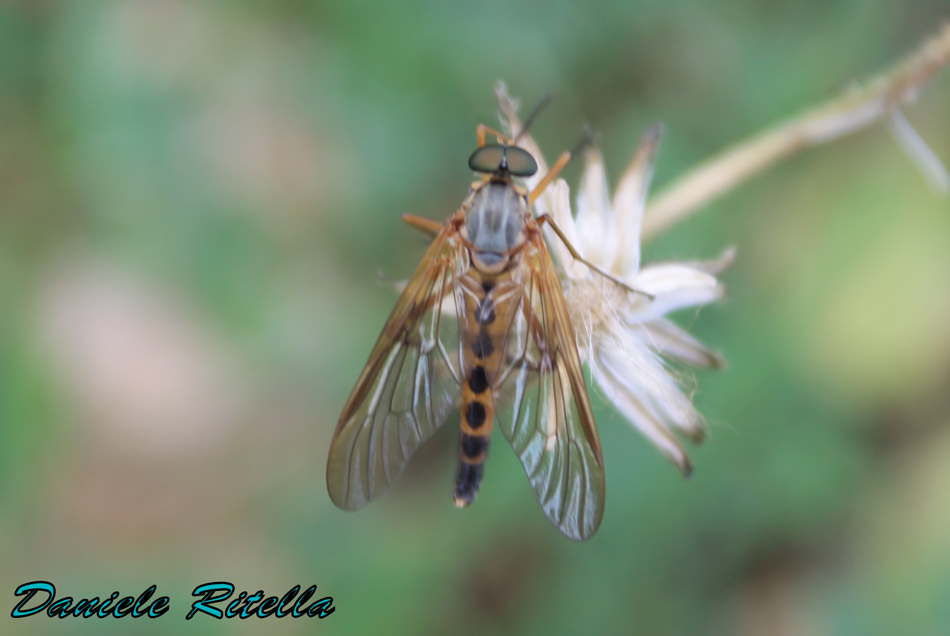 Rhagionidae maschio, Rhagio cfr tringarius